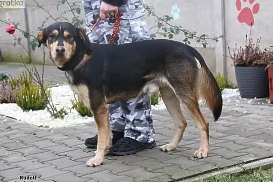 Rudolf - wesoły psiak, Mazowieckie, Nowy Dwór Mazowiecki