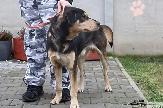 Rudolf - wesoły psiak, Mazowieckie, Nowy Dwór Mazowiecki