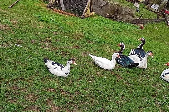 Sprzedam kaczki, Małopolskie, Gruszów Wielki