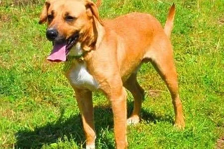 LUZAK - piękny, młody wesoły psiak do adopcji,  ma