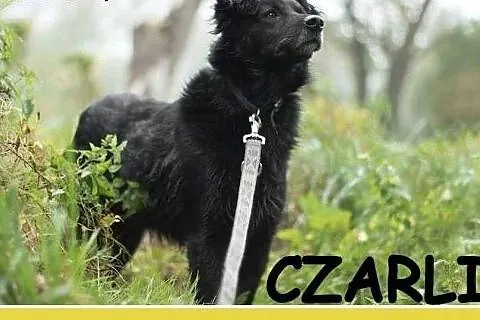 Średni 15 kg, 5 lat,grzeczny,kontaktowy,przyjazny pies CZARLI.Adopcja,  dolnośląskie Wrocław