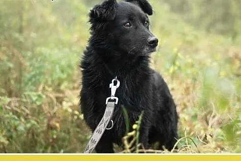 Średni 15 kg, 5 lat,grzeczny,kontaktowy,przyjazny 