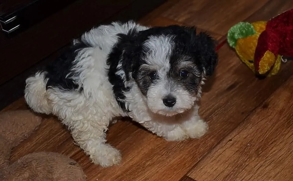 Maltipoo Hybryda suczka