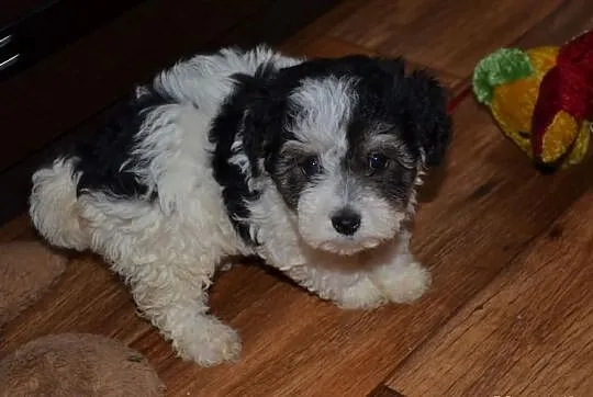 Maltipoo Hybryda suczka