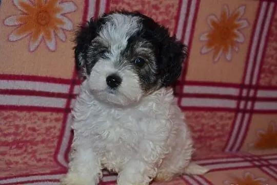 Maltipoo Hybryda suczka