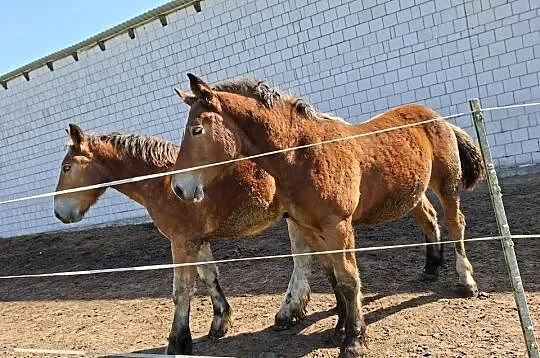 Ogierki zimnokrwiste 6 miesięcy