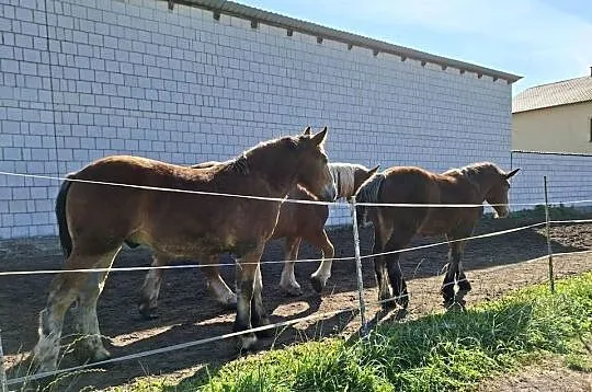 Ogierki zimnokrwiste 6 miesięcy, Świętokrzyskie, Ożarów