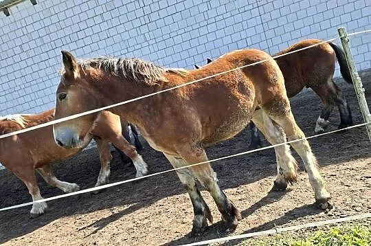 Ogierki zimnokrwiste 6 miesięcy, Świętokrzyskie, Ożarów