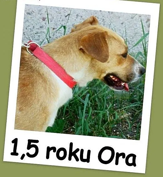 1,5 roku, 15 kg, srednio aktywna,łagodna,przyjacie