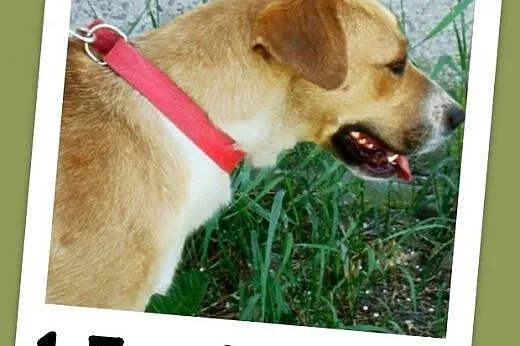 1,5 roku, 15 kg, srednio aktywna,łagodna,przyjacie