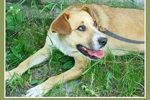 1,5 roku, 15 kg, srednio aktywna,łagodna,przyjacie