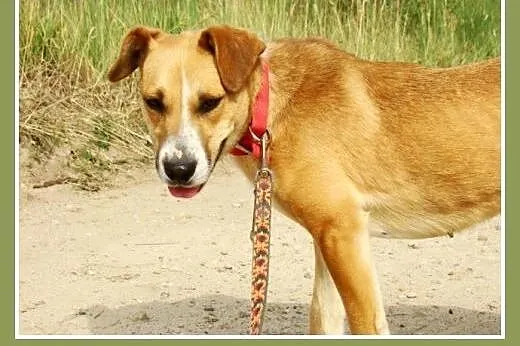 1,5 roku, 15 kg, srednio aktywna,łagodna,przyjacie