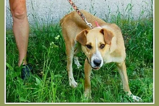 1,5 roku, 15 kg, srednio aktywna,łagodna,przyjacie