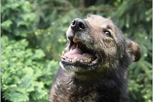 Lester - psiak co miał kiedyś dom a którego teraz 