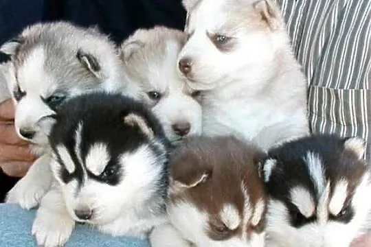 Siberian Husky szczenięta