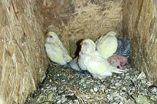 Papugi faliste do karmienia ręcznego, Wielkopolskie, Pleszew