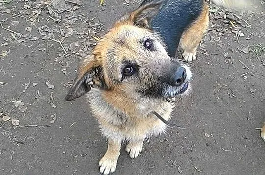 Łagodna, wpatrzona w człowieka i pełna życia Prada - adoptuj!