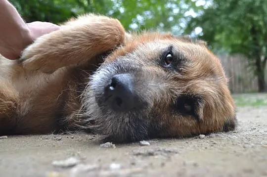 Łagodna, wpatrzona w człowieka i pełna życia Prada