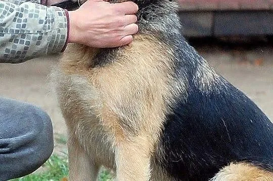 Łagodna, wpatrzona w człowieka i pełna życia Prada