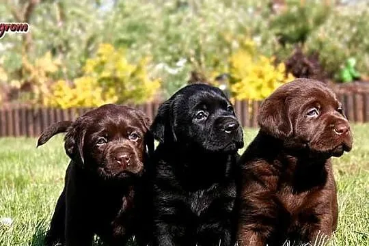 Czarne i Czekoladowe szczenięta rasy Labrador Retriever, Mazowieckie, Chynów