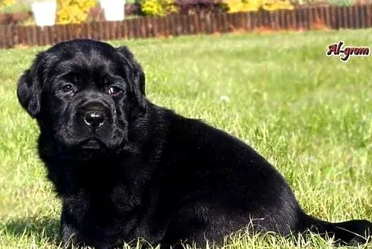 Czarne i Czekoladowe szczenięta rasy Labrador Retriever, Mazowieckie, Chynów