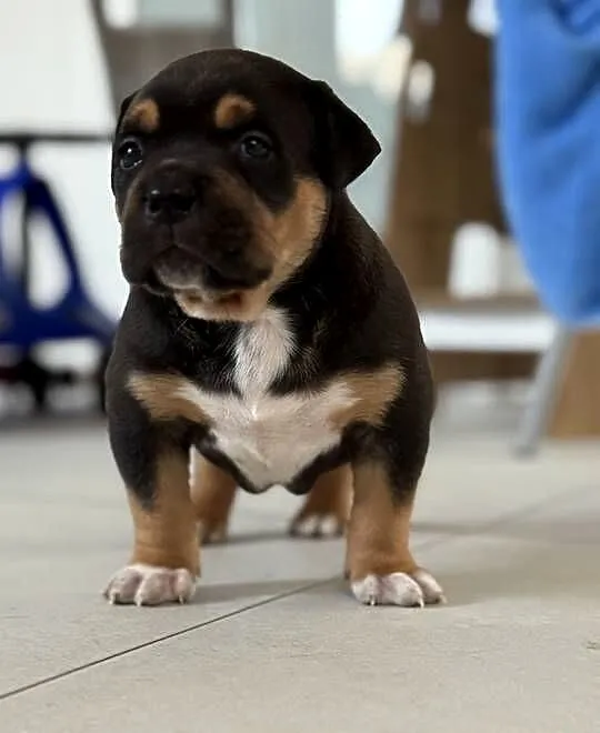 Szczeniak American bully xl, Mazowieckie, Iłża