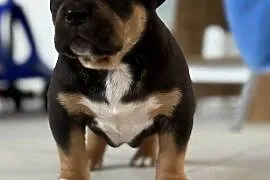 Szczeniak American bully xl