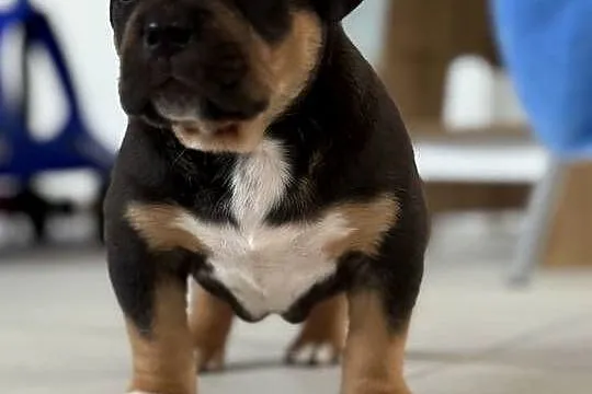 Szczeniak American bully xl, Mazowieckie, Iłża