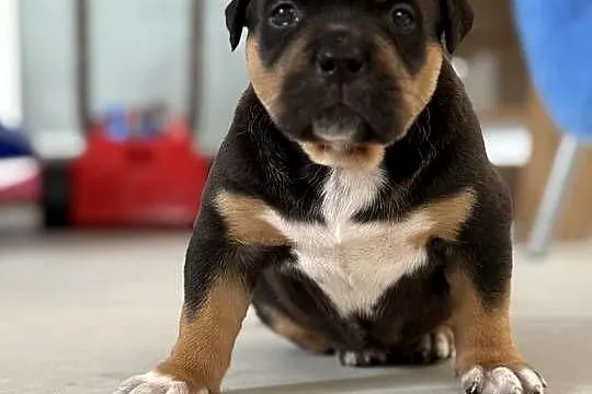 Szczeniak American bully xl, Mazowieckie, Iłża
