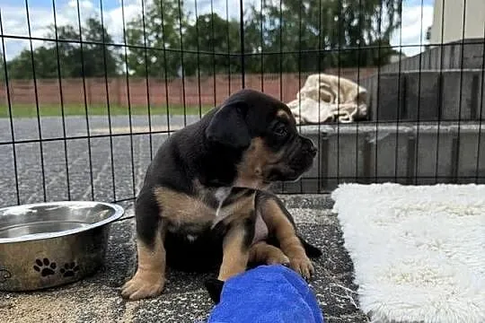Szczeniak American bully xl, Mazowieckie, Iłża