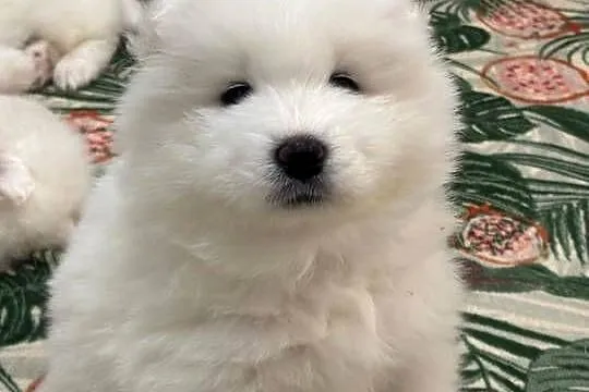 SAMOYED / SAMOJED SZCZENIAKI - ZKwP / FCI