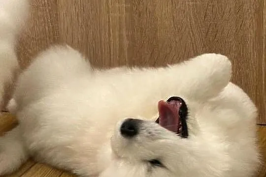 SAMOYED / SAMOJED SZCZENIAKI - ZKwP / FCI, Śląskie, Tworóg