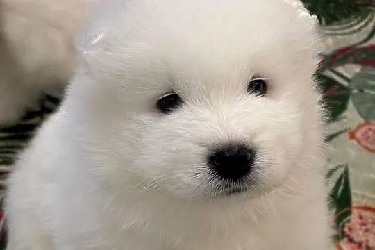 SAMOYED / SAMOJED SZCZENIAKI - ZKwP / FCI, Śląskie, Tworóg