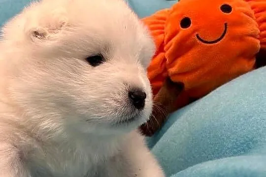 SAMOYED / SAMOJED SZCZENIAKI - ZKwP / FCI, Śląskie, Tworóg