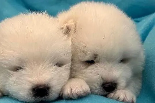 SAMOYED / SAMOJED SZCZENIAKI - ZKwP / FCI, Śląskie, Tworóg