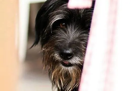 Do Adopcji -Kodi,  wielkopolskie Kalisz