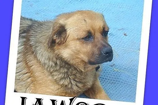 Średni,przyjazny,spokojny pies JAWOR,szczepienie,ks.zdrowia.ADOPCJA,  małopolskie Kraków
