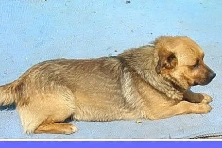 Średni,przyjazny,spokojny pies JAWOR,szczepienie,k