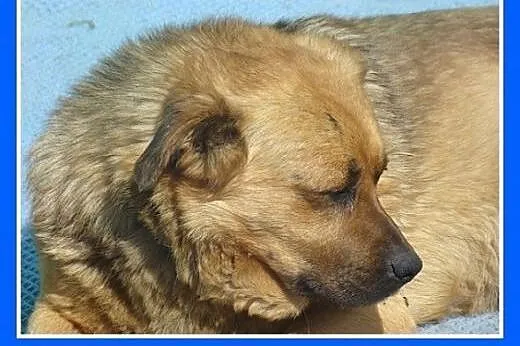 Średni,przyjazny,spokojny pies JAWOR,szczepienie,k
