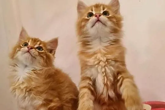 Maine Coon, Świętokrzyskie, Drygulec