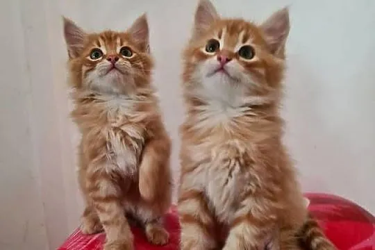 Maine Coon, Świętokrzyskie, Drygulec