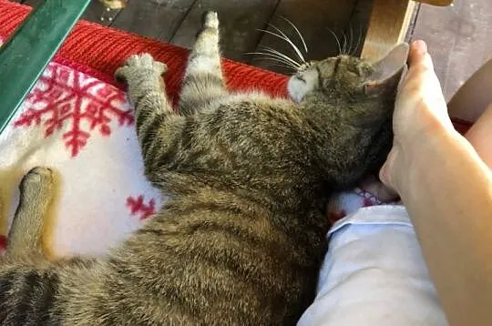 Ciepły kącik przed zimą! Młoda koteczka do adopcji