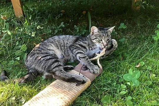 Ciepły kącik przed zimą! Młoda koteczka do adopcji