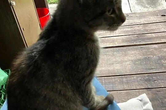 Ciepły kącik przed zimą! Młoda koteczka do adopcji