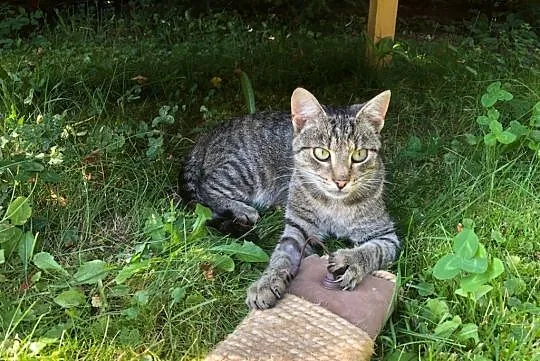 Ciepły kącik przed zimą! Młoda koteczka do adopcji