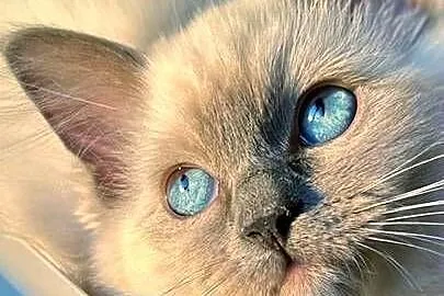 Kotka Ragdoll Bella pieszczoch do kochania