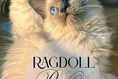 Kotka Ragdoll Bella pieszczoch do kochania, Świętokrzyskie, Promnik