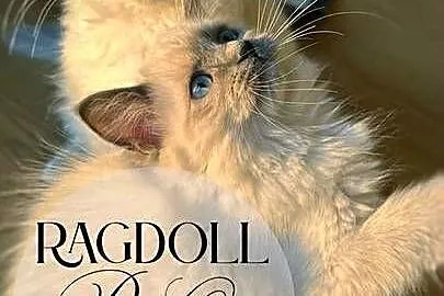 Kotka Ragdoll Bella pieszczoch do kochania, Świętokrzyskie, Promnik