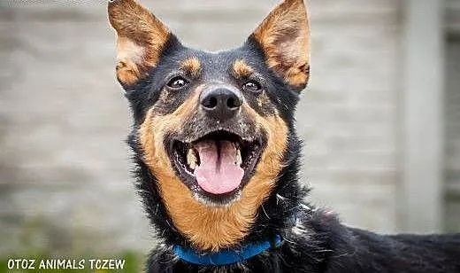 OTOZ Animals - Uszatek - wesoły psiak, przyjaciel