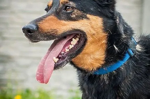 OTOZ Animals - Uszatek - wesoły psiak, przyjaciel 